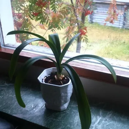 Kiiloselan Poropirtti Kakslauttanen